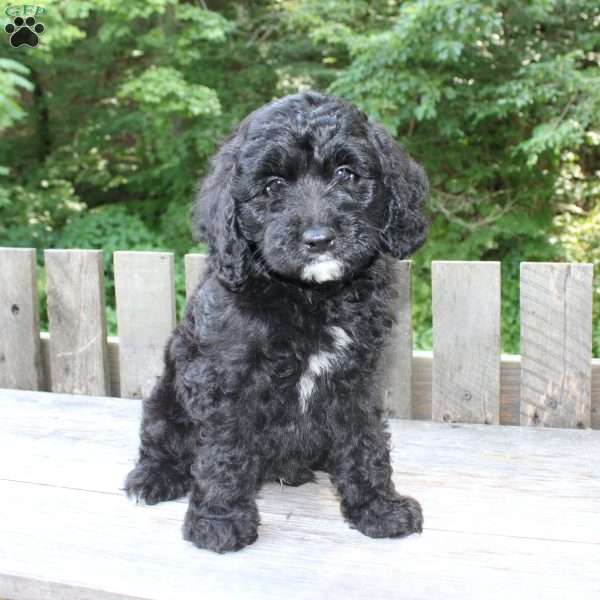Keith, Mini Goldendoodle Puppy