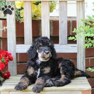 Lily, Standard Poodle Puppy
