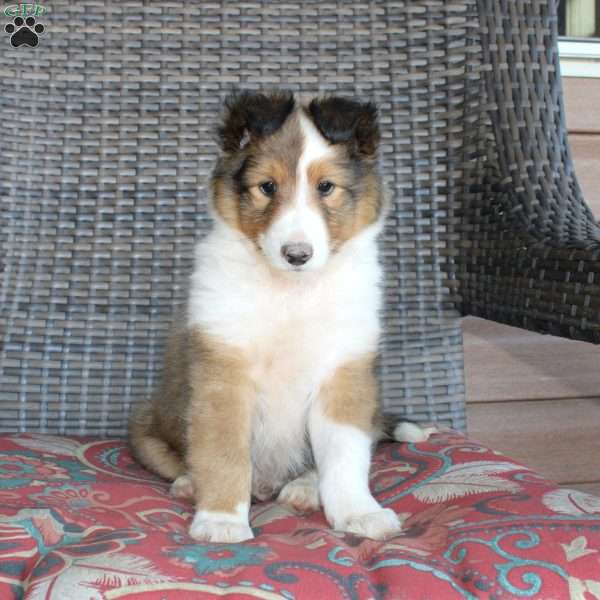 Landis, Sheltie Puppy
