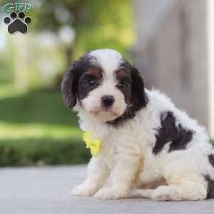 Victor, Cavapoo Puppy