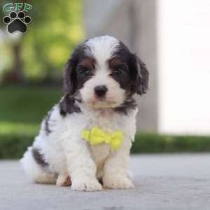 Victor, Cavapoo Puppy