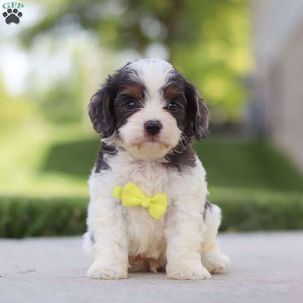 Victor, Cavapoo Puppy