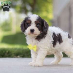 Victor, Cavapoo Puppy
