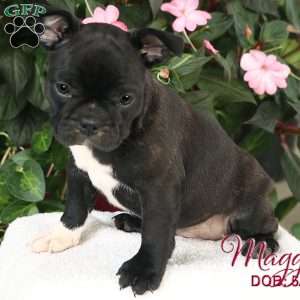 Maggie, French Bulldog Mix Puppy