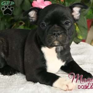 Maggie, French Bulldog Mix Puppy