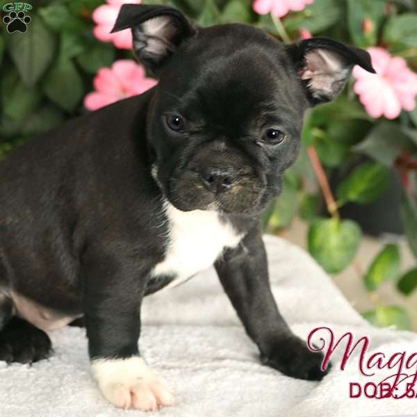 Maggie, French Bulldog Mix Puppy