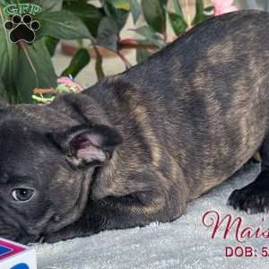 Maisie, French Bulldog Mix Puppy