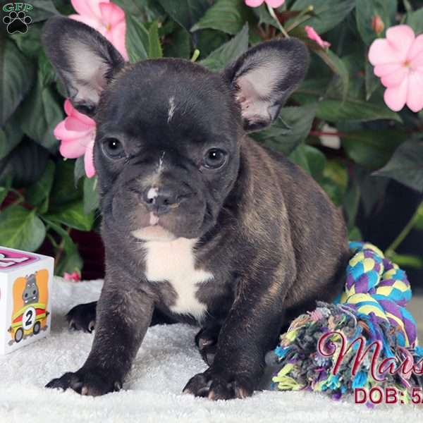 Maisie, French Bulldog Mix Puppy