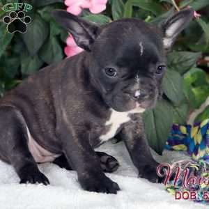 Maisie, French Bulldog Mix Puppy