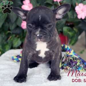 Maisie, French Bulldog Mix Puppy