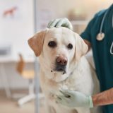 male vet examining yellow lab
