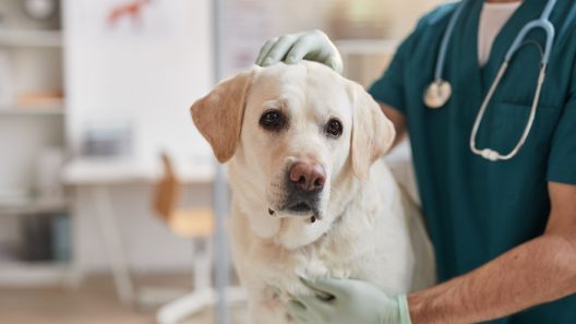 What to Know About Lumps on Dogs