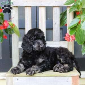 Maria, Standard Poodle Puppy