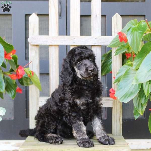 Maria, Standard Poodle Puppy