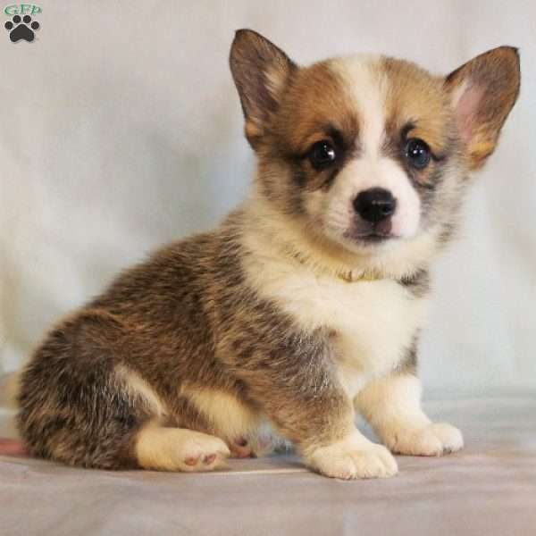 Starburst, Pembroke Welsh Corgi Puppy