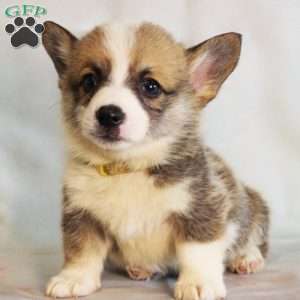Starburst, Pembroke Welsh Corgi Puppy