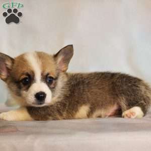 Starburst, Pembroke Welsh Corgi Puppy