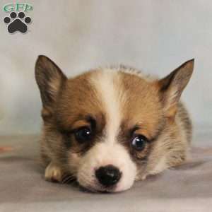 Starburst, Pembroke Welsh Corgi Puppy