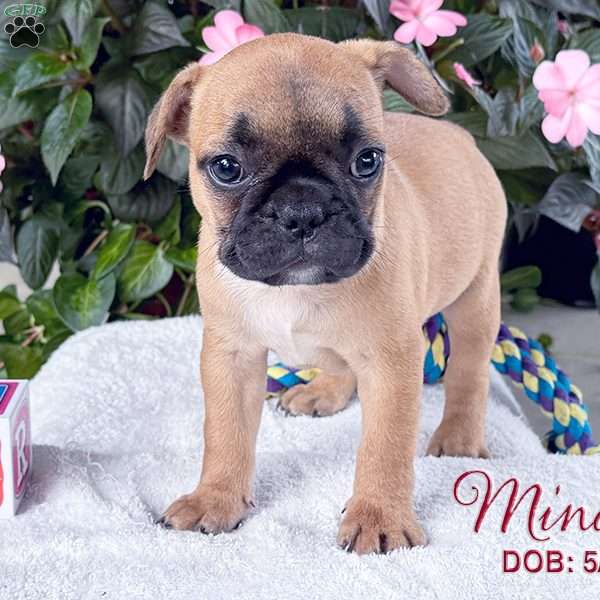 Mindy, French Bulldog Mix Puppy