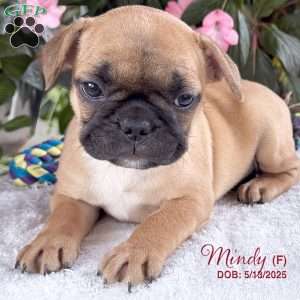 Mindy, French Bulldog Mix Puppy