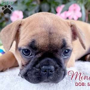 Mindy, French Bulldog Mix Puppy