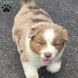 Misssy, Australian Shepherd Puppy
