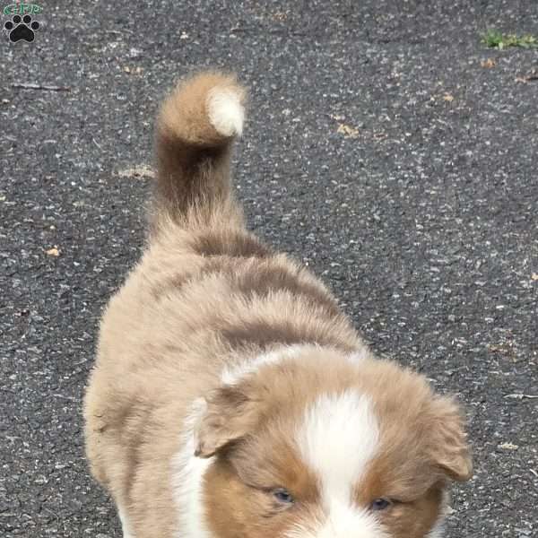 Misssy, Australian Shepherd Puppy
