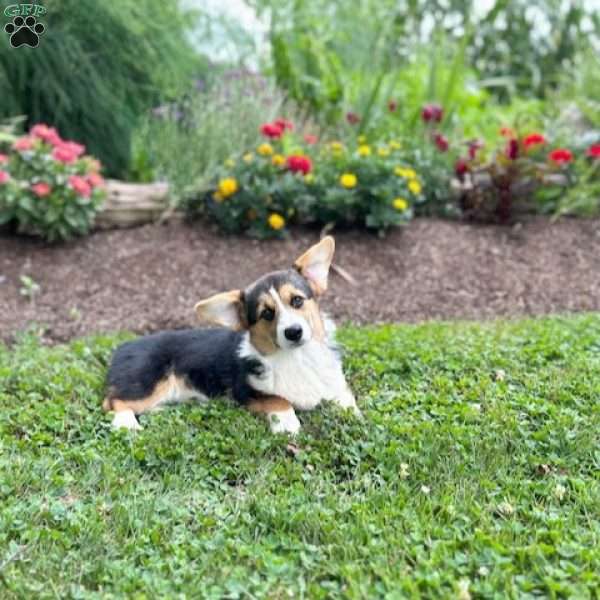 Teagan, Pembroke Welsh Corgi Puppy