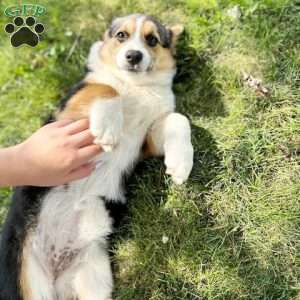 Teagan, Pembroke Welsh Corgi Puppy