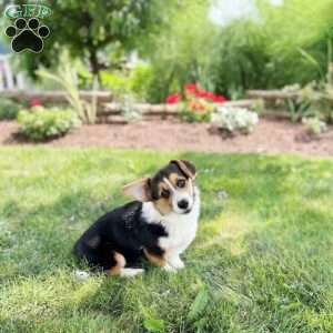 Teagan, Pembroke Welsh Corgi Puppy