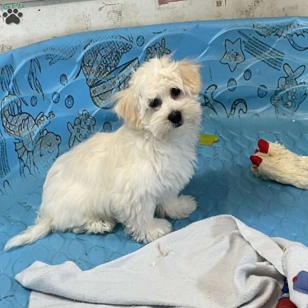 Merlin, Coton de Tulear Puppy