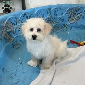 Merlin, Coton de Tulear Puppy