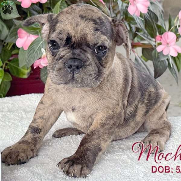 Mocha, French Bulldog Mix Puppy