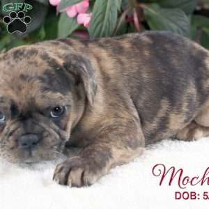 Mocha, French Bulldog Mix Puppy