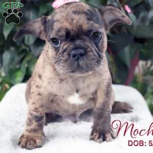 Mocha, French Bulldog Mix Puppy
