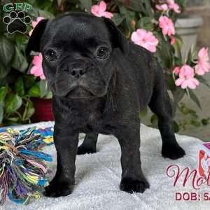 Molly, French Bulldog Mix Puppy