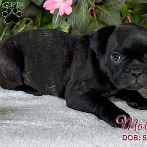 Molly, French Bulldog Mix Puppy