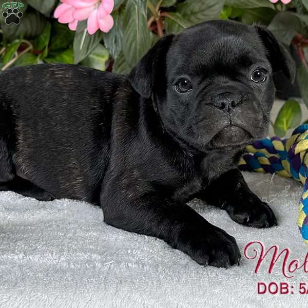 Molly, French Bulldog Mix Puppy