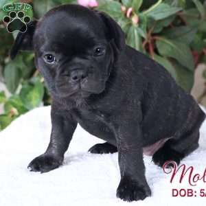 Molly, French Bulldog Mix Puppy