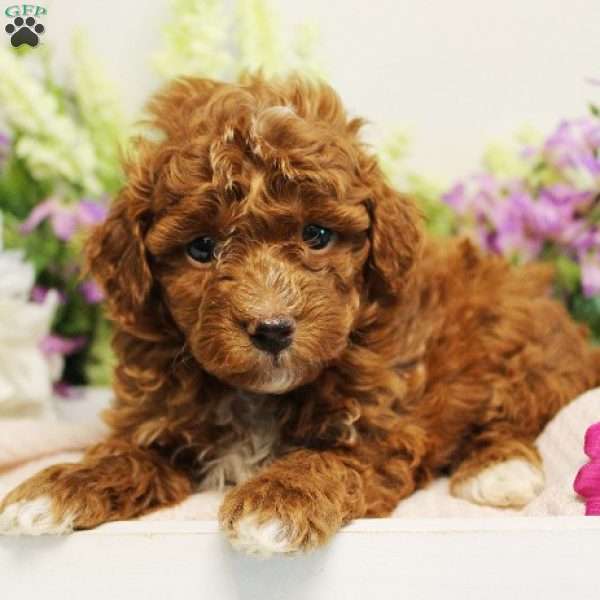 MoonBeam, Toy Poodle Puppy