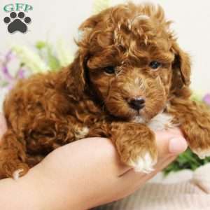 MoonBeam, Toy Poodle Puppy