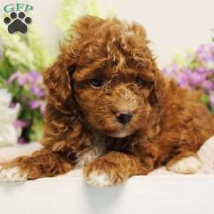 MoonBeam, Toy Poodle Puppy