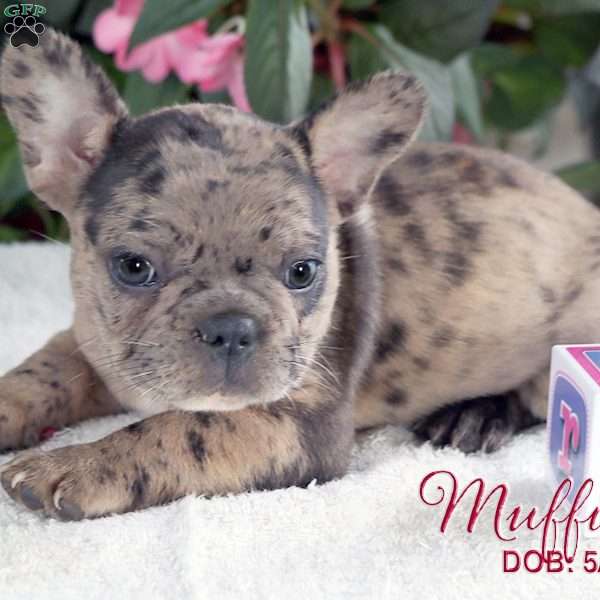 Muffin, French Bulldog Mix Puppy