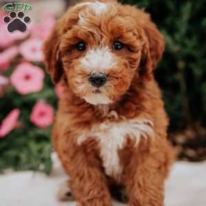 Neon, Mini Goldendoodle Puppy
