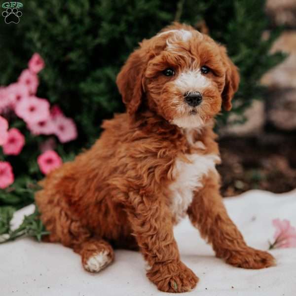 Neon, Mini Goldendoodle Puppy