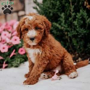 Neon, Mini Goldendoodle Puppy