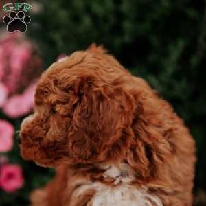 Nick, Mini Goldendoodle Puppy