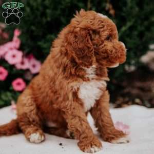 Nick, Mini Goldendoodle Puppy