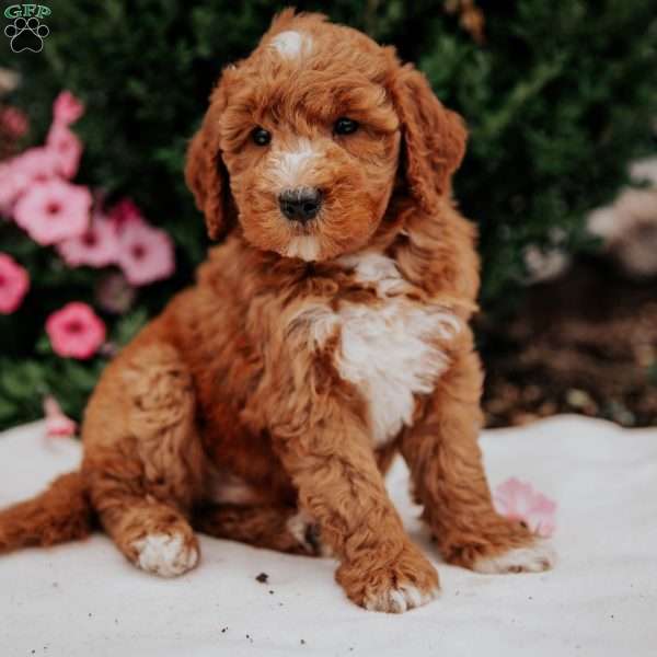 Nick, Mini Goldendoodle Puppy