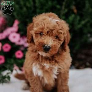 Noah, Mini Goldendoodle Puppy